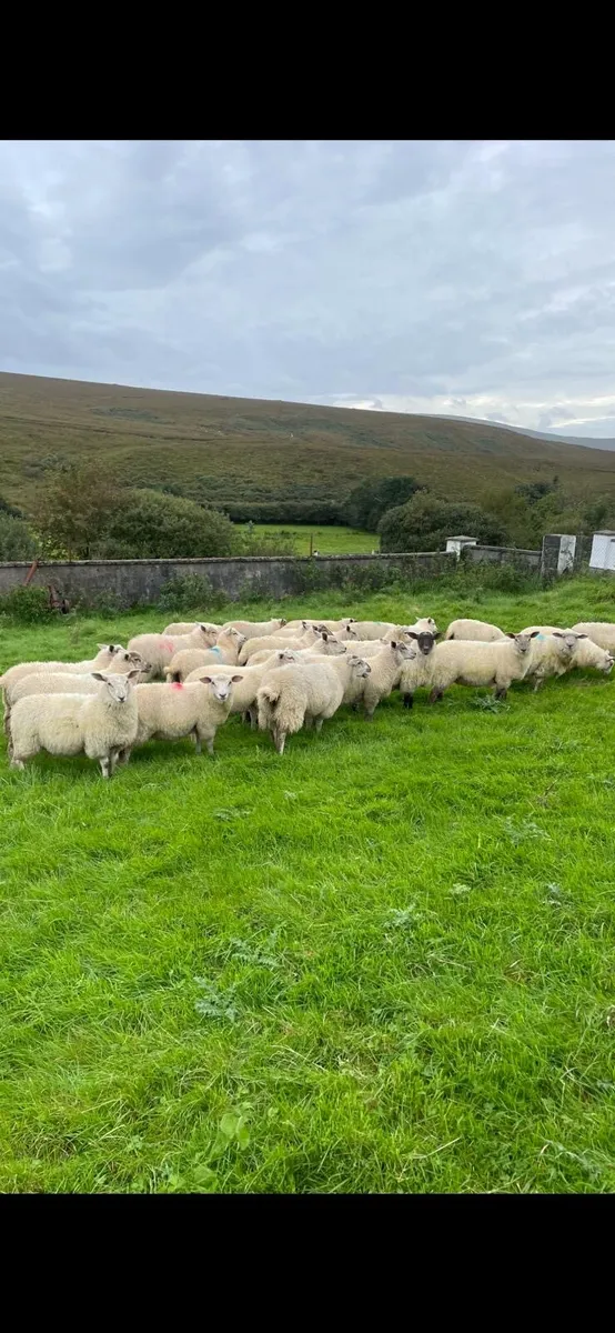 Charollais lambs - Image 1