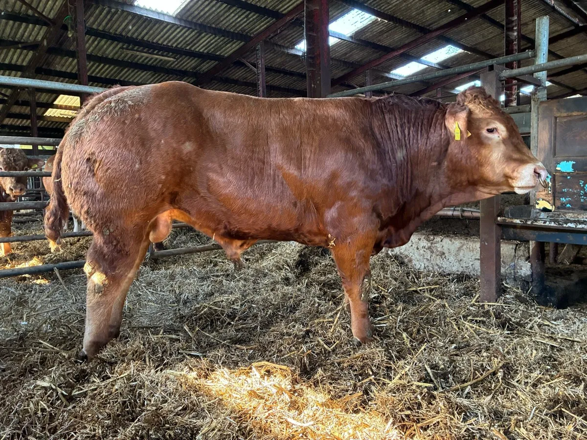 5 star Terminal PBR Limousin bull - Image 2