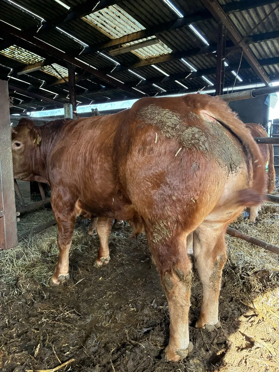 5 star Terminal PBR Limousin bull - Image 3