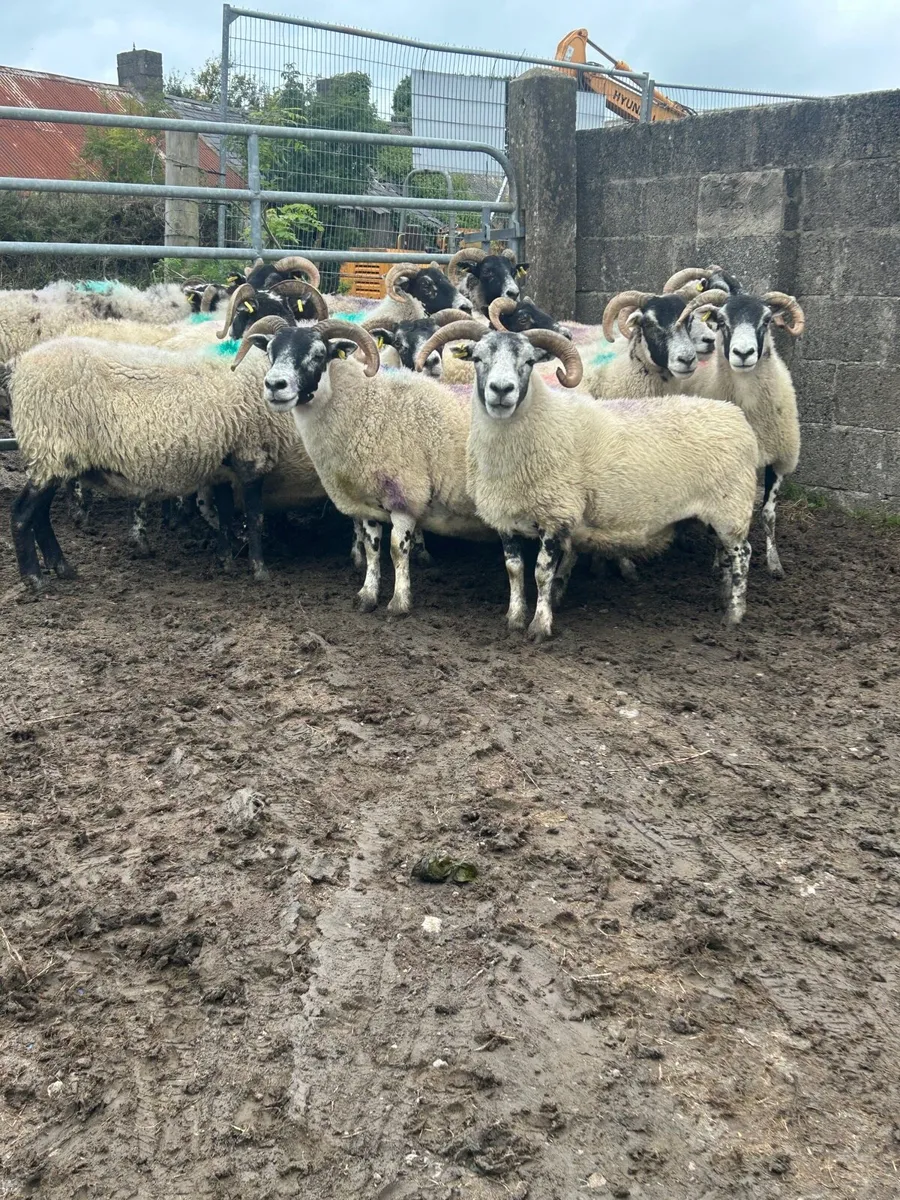 Horned ewes - Image 2