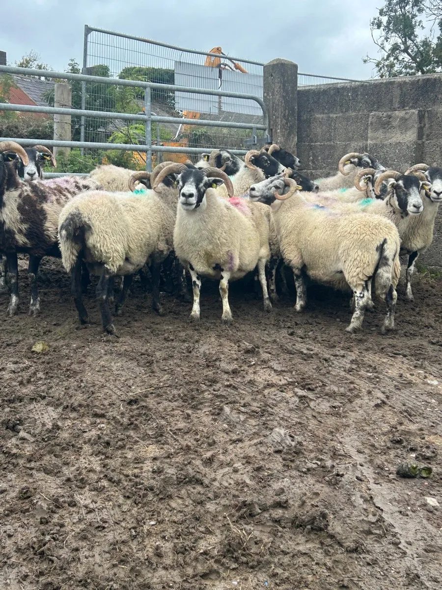 Horned ewes - Image 1