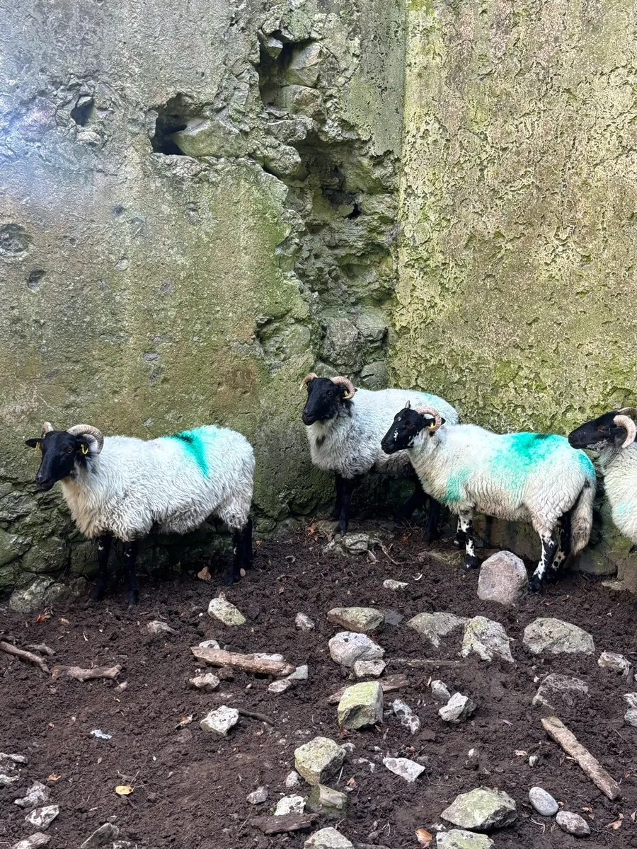 Ewe hoggets - Image 4