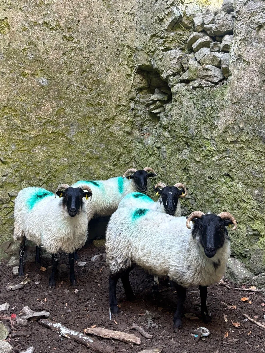 Ewe hoggets - Image 1