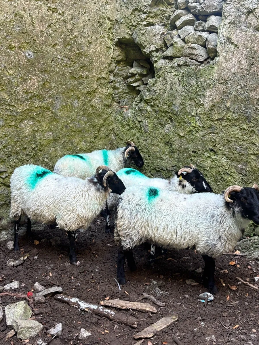 Ewe hoggets - Image 2