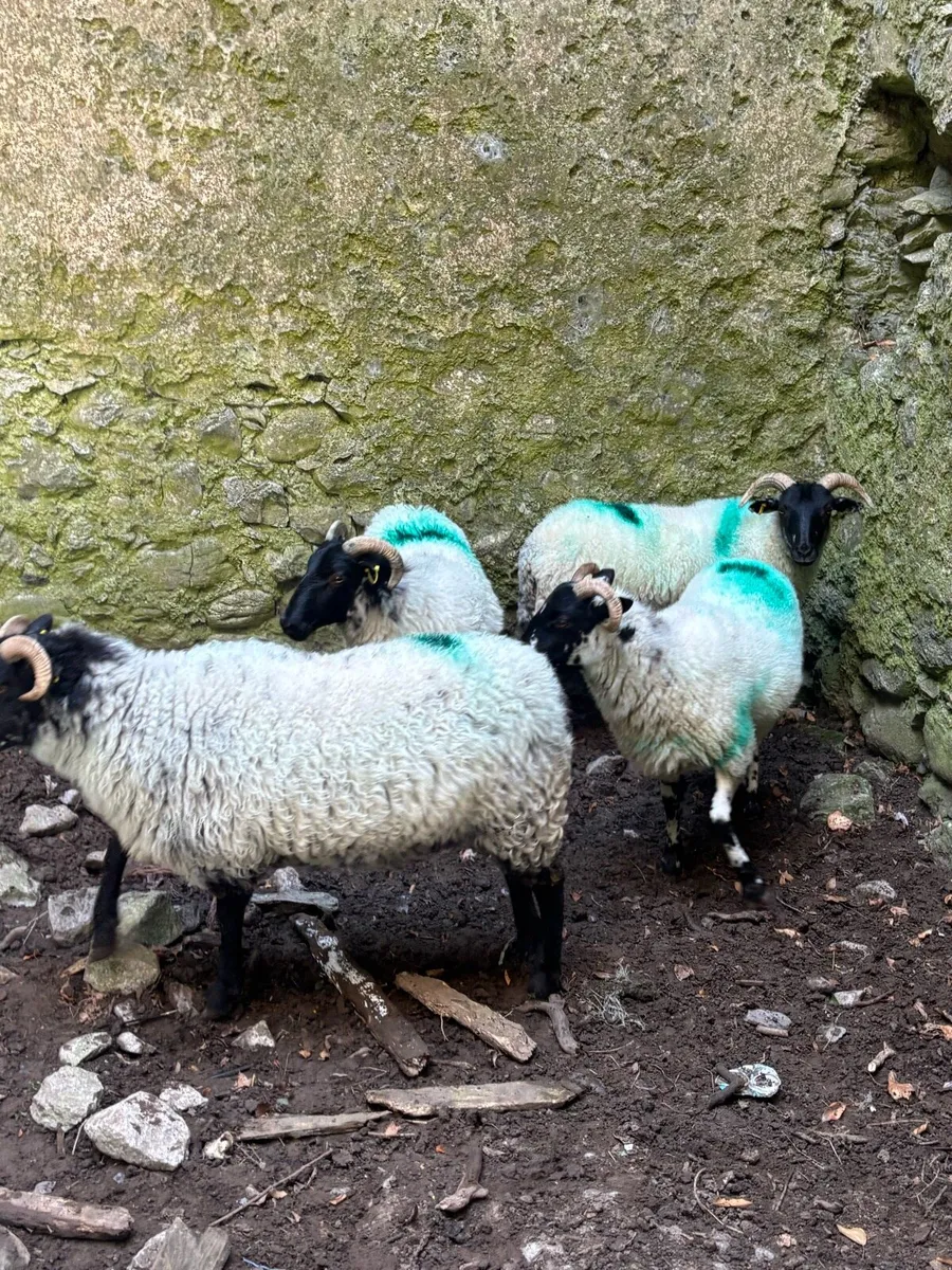 Ewe hoggets - Image 3