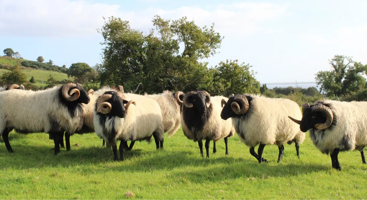 Mayo-Connemara Hogget Rams For Sale - Image 2