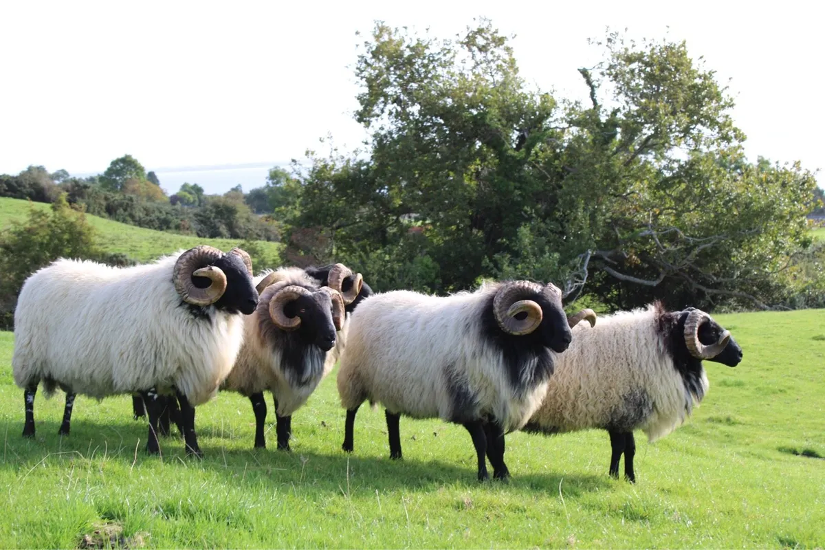 Mayo-Connemara Hogget Rams For Sale - Image 3