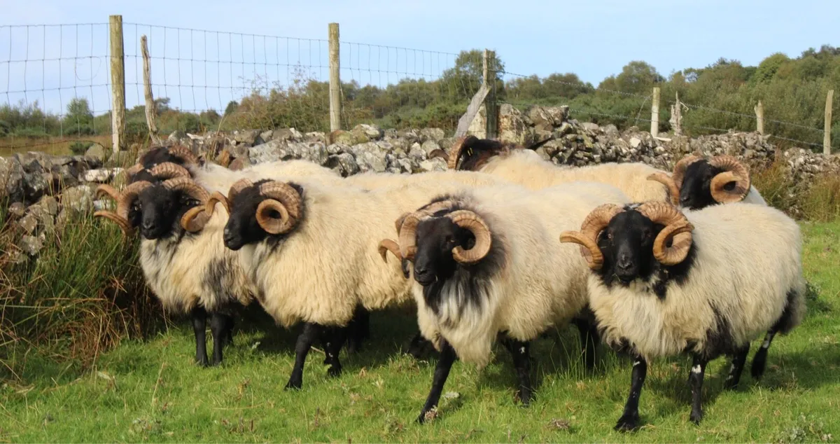 Mayo-Connemara Hogget Rams For Sale - Image 1