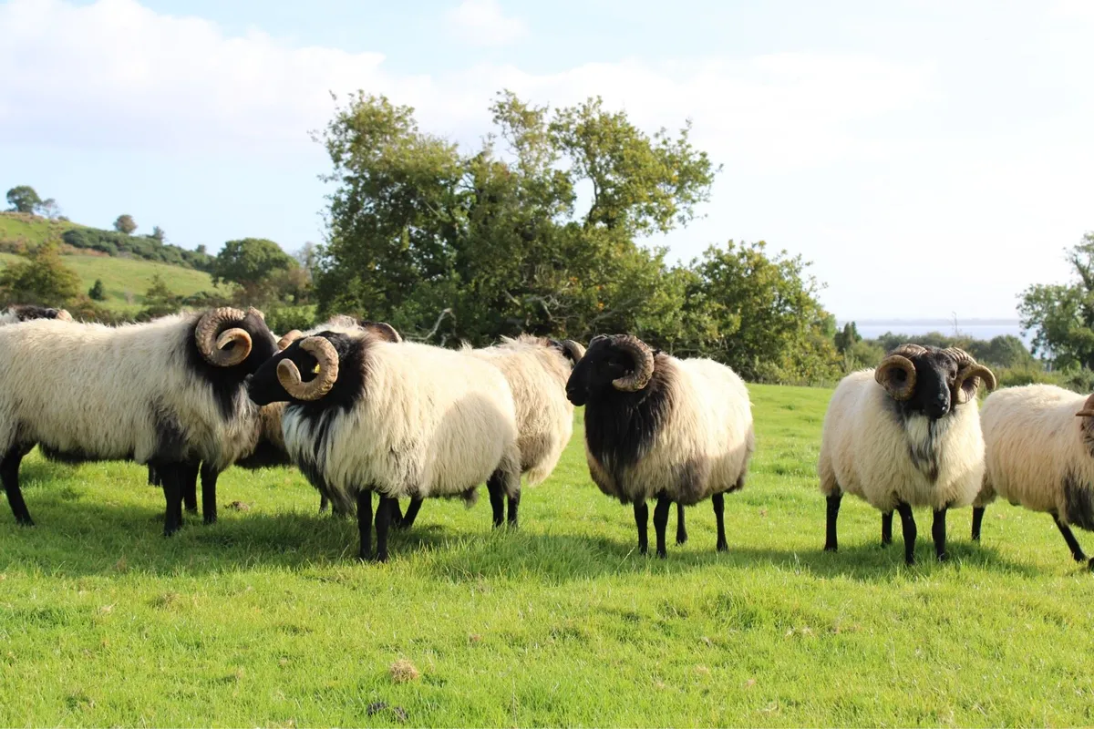 Mayo-Connemara Hogget Rams For Sale - Image 4