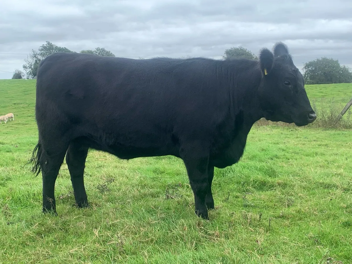 Pedigree registered Aberdeen Angus heifers - Image 2
