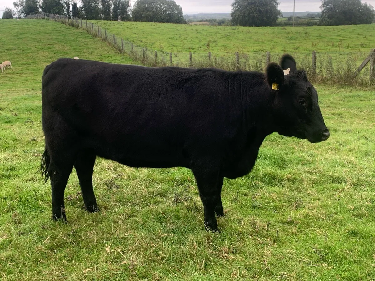 Pedigree registered Aberdeen Angus heifers - Image 3