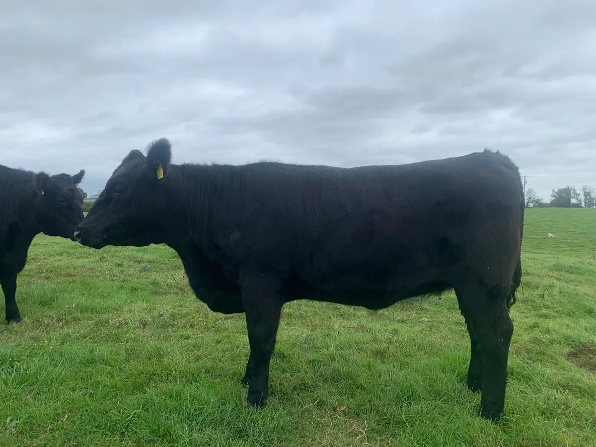 Pedigree registered Aberdeen Angus heifers - Image 4