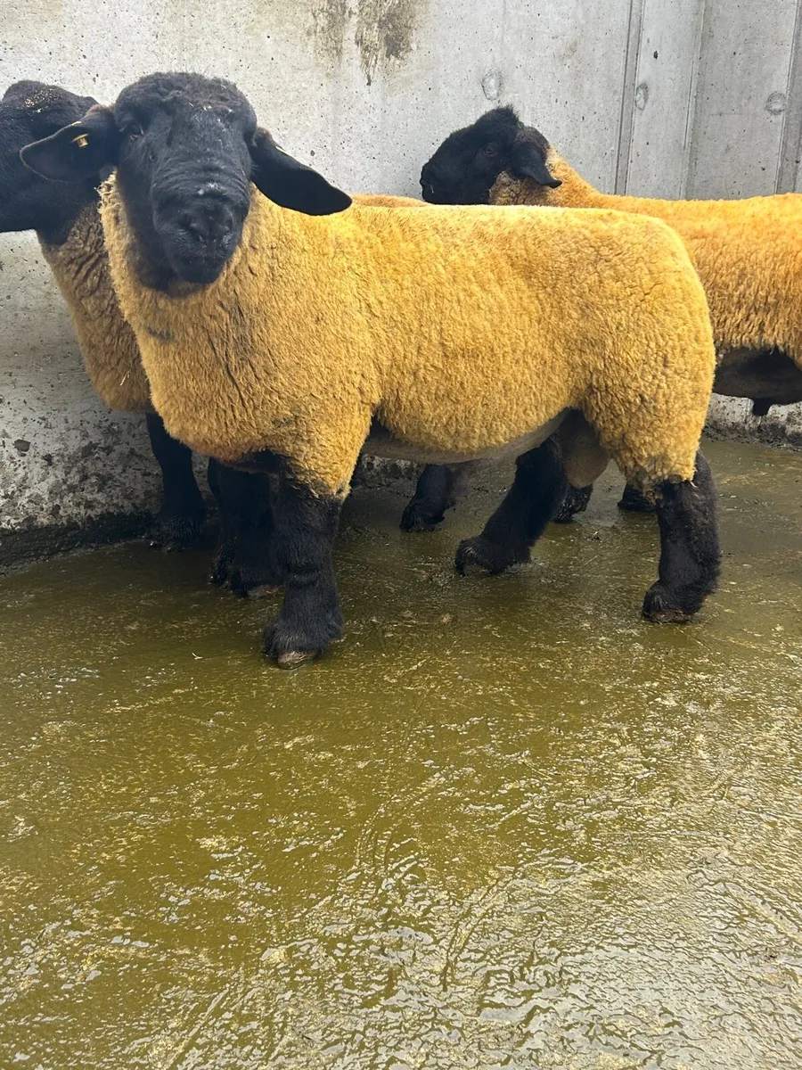Suffolk Ram lambs - Image 1