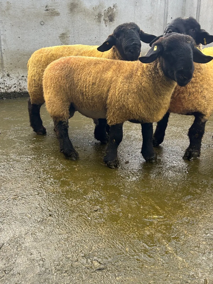 Suffolk Ram lambs - Image 2