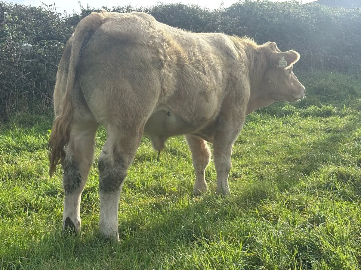 Ennis Mart Friday Top Quality Store Bullocks - Image 2