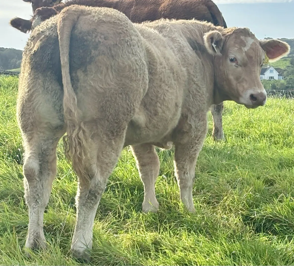 Ennis Mart Friday Top Quality Store Bullocks - Image 1