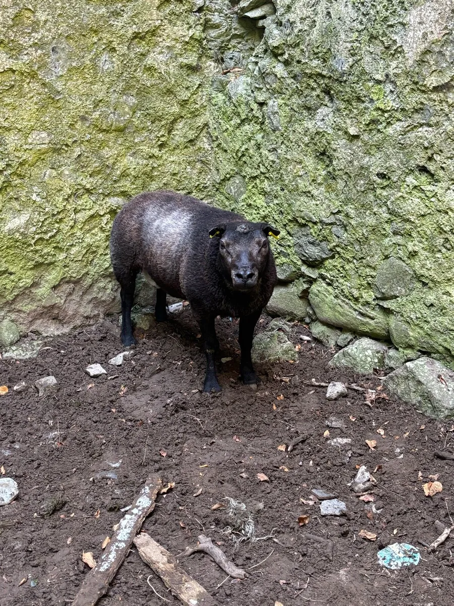 3yr old blue texel ram - Image 1