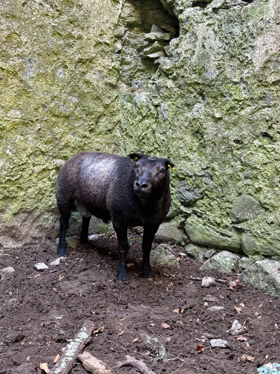 3yr old blue texel ram - Image 2