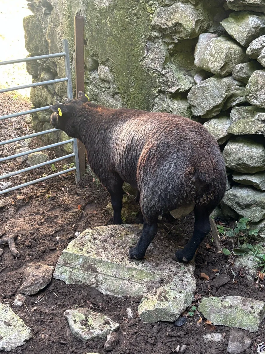 3yr old blue texel ram - Image 3