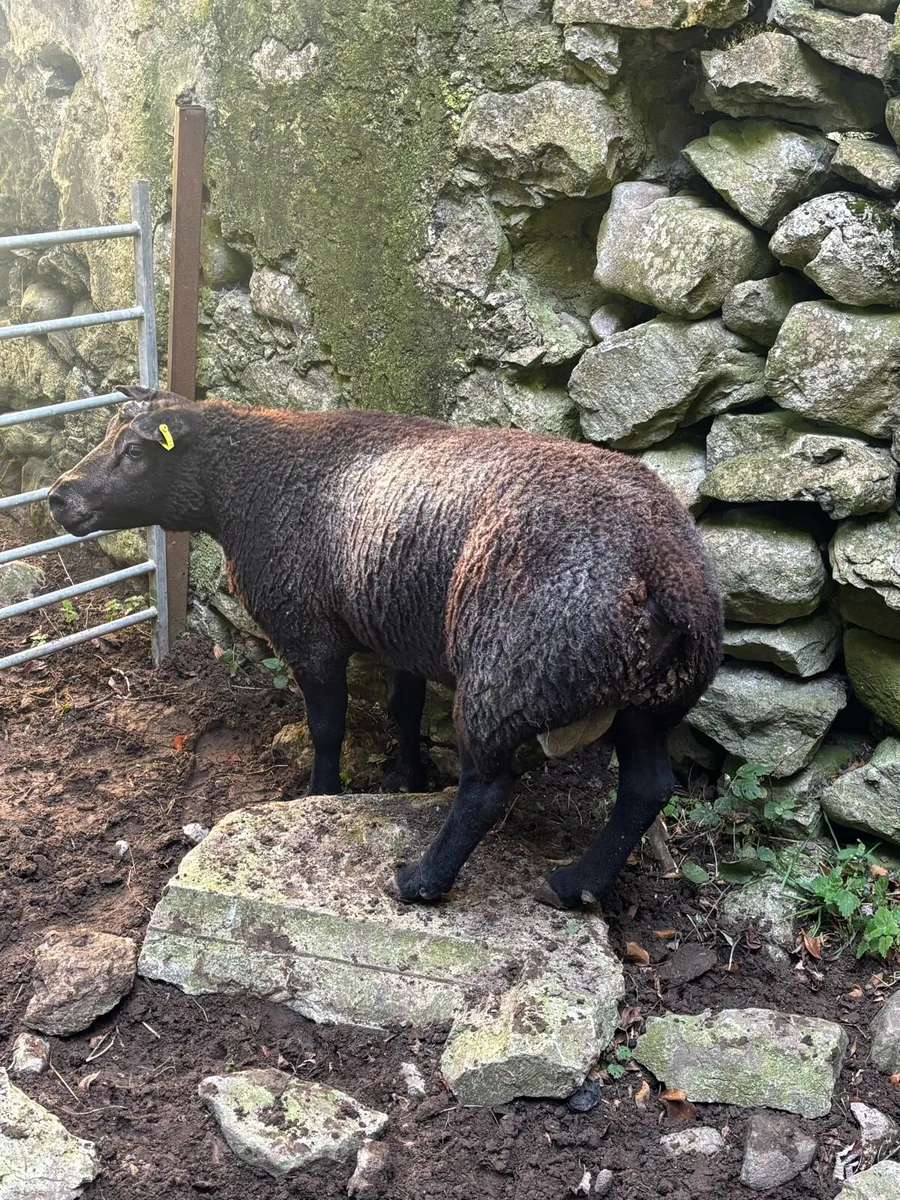 3yr old blue texel ram - Image 4