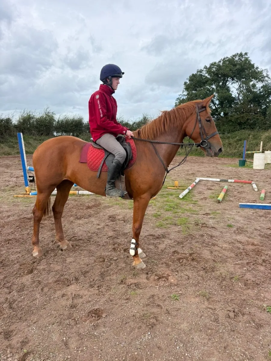 Quality 4 year old mare - Image 2