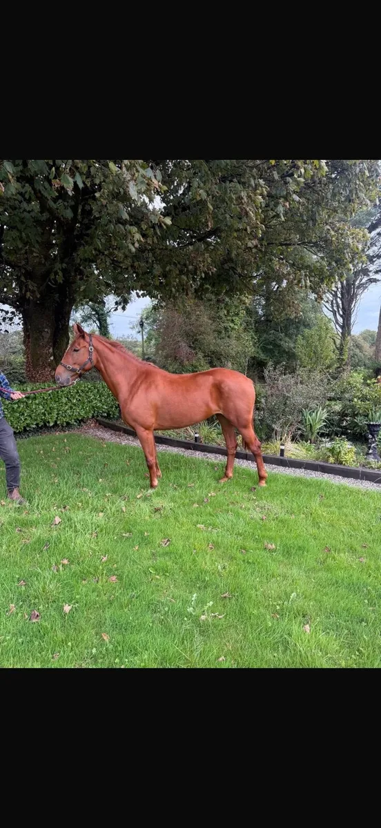 Quality 4 year old mare - Image 3