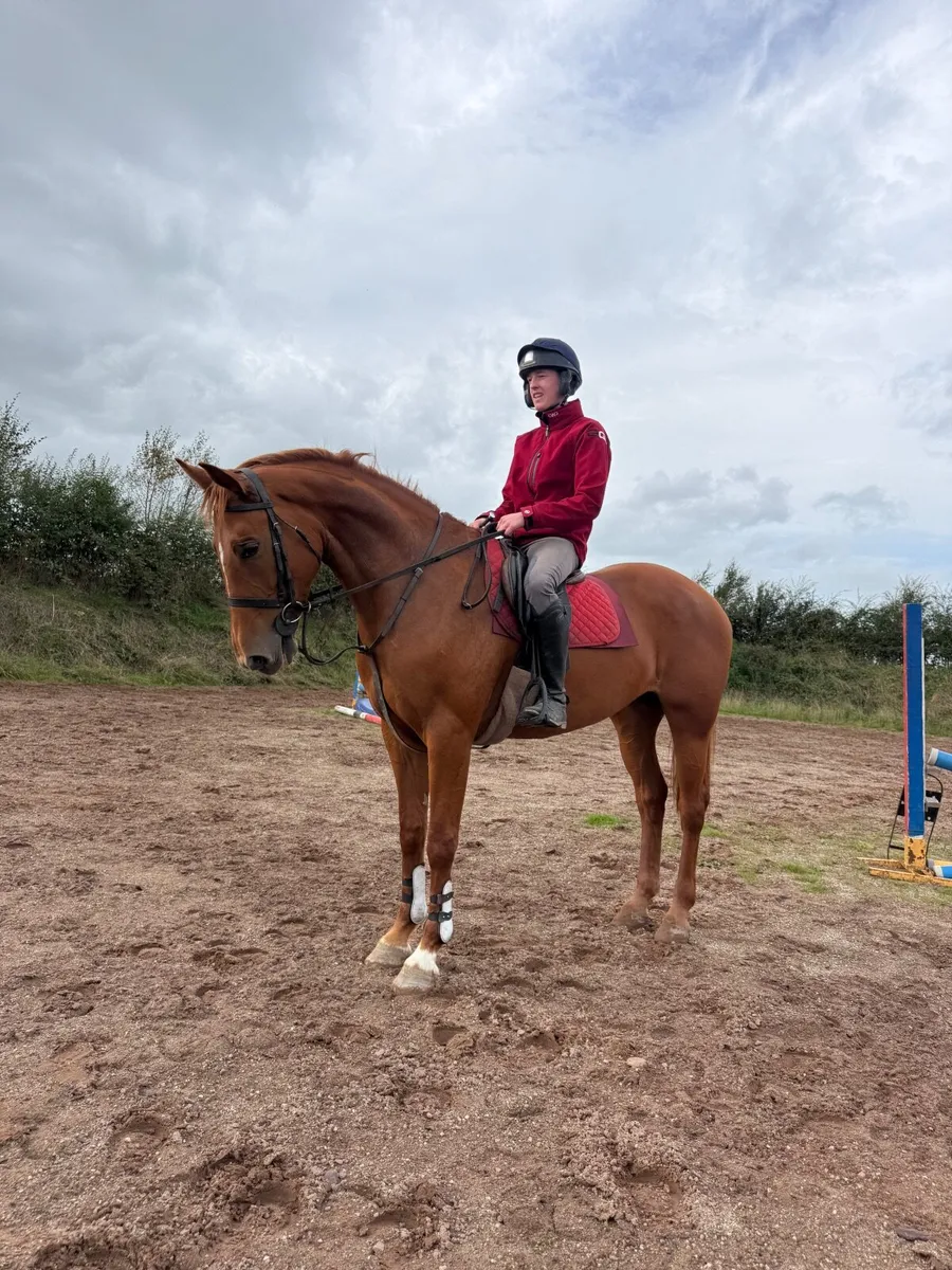 Quality 4 year old mare - Image 1