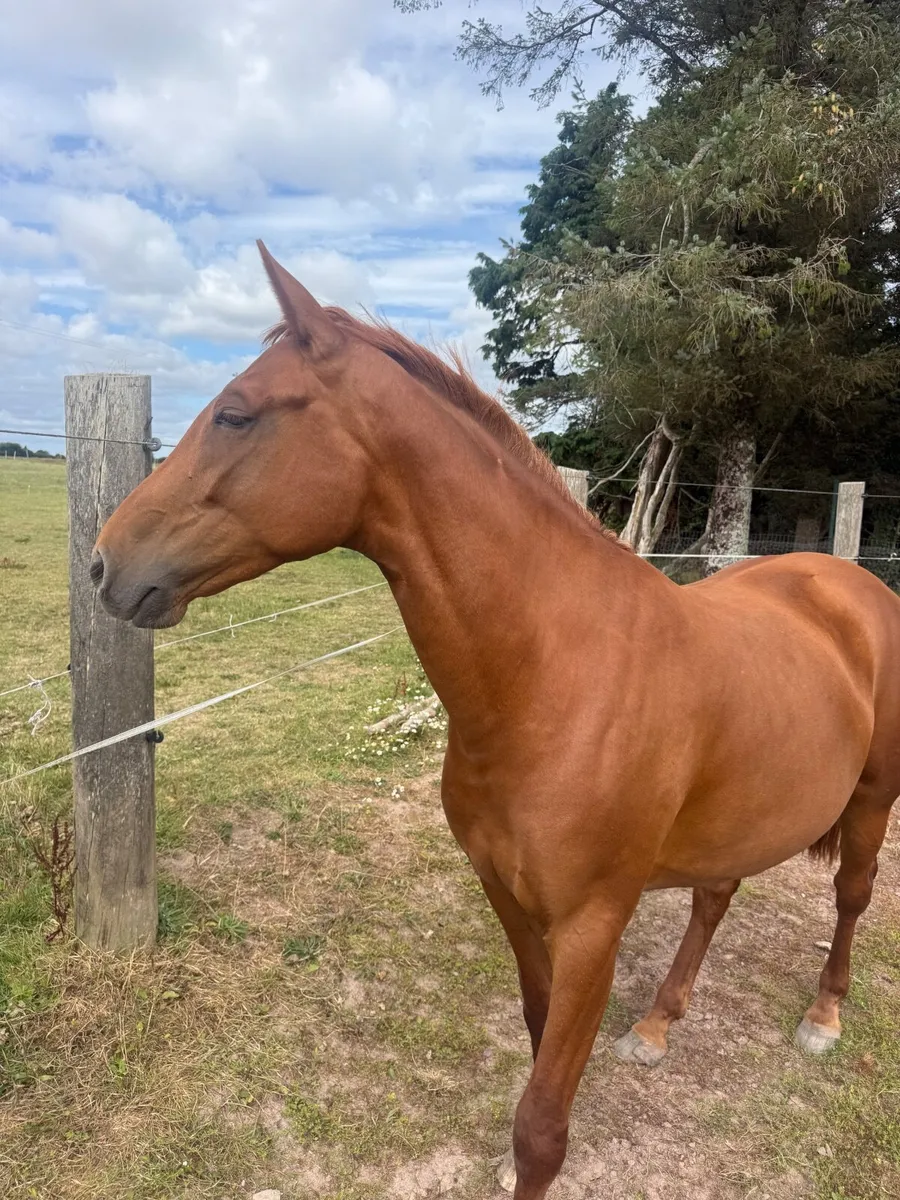 Quality 4 year old mare - Image 4