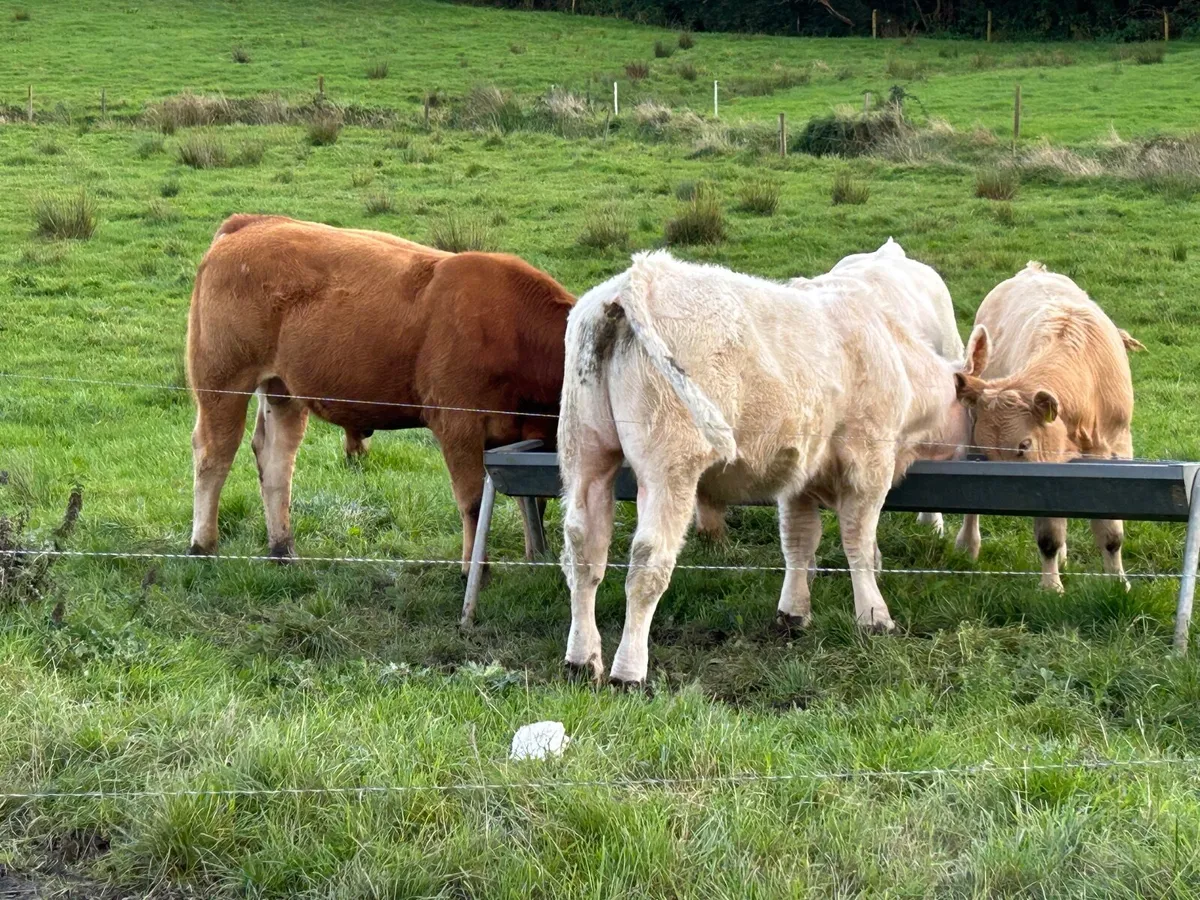 Purebred Charolais and Limousin Bull - Image 2