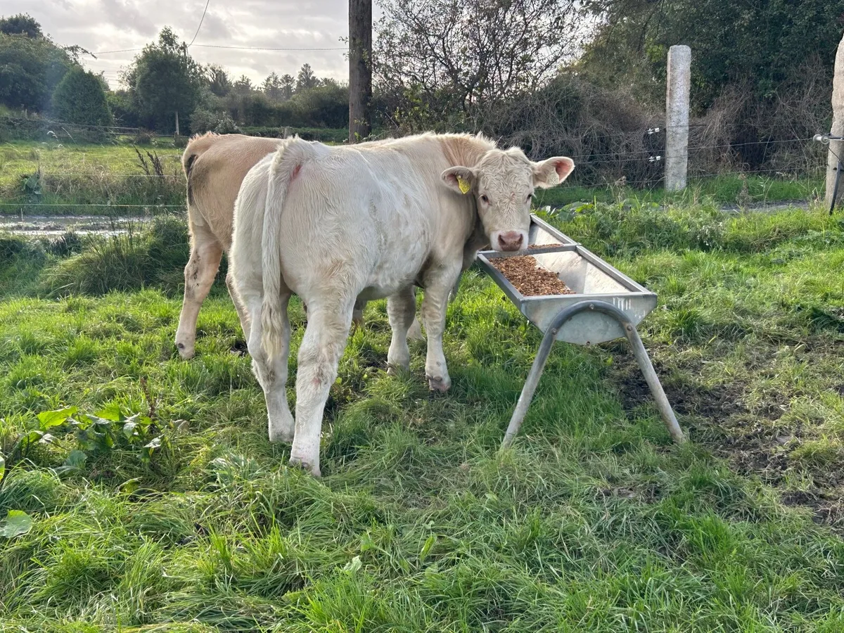 Purebred Charolais and Limousin Bull - Image 1