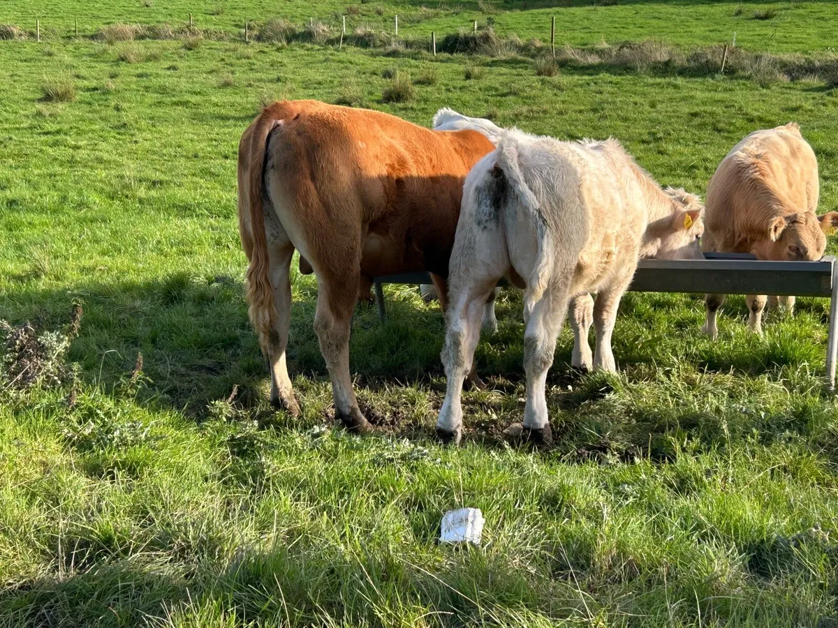 Purebred Charolais and Limousin Bull - Image 3