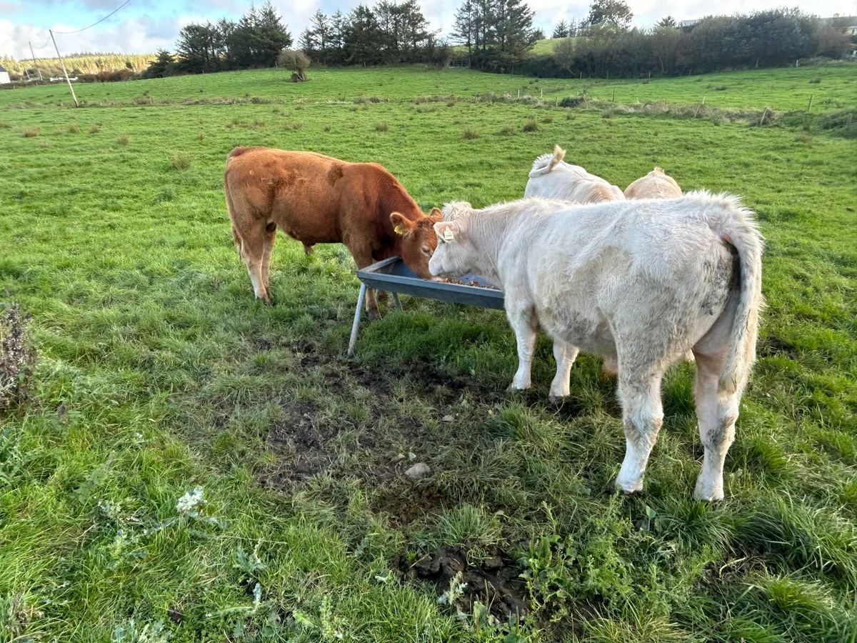 Purebred Charolais and Limousin Bull - Image 4