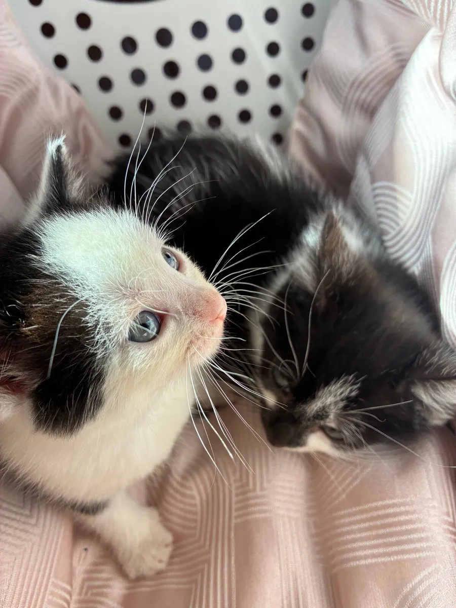 Kittens - Image 4
