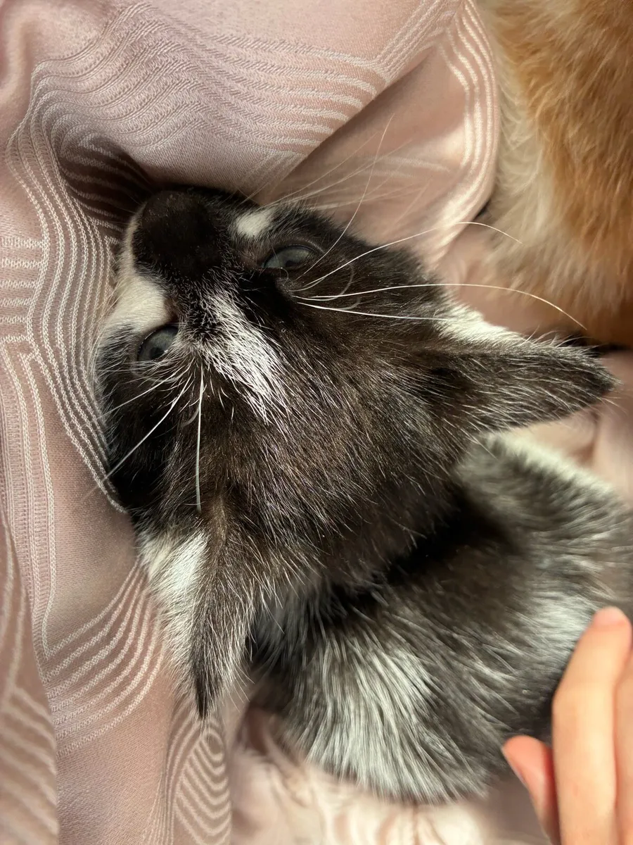 Kittens - Image 1