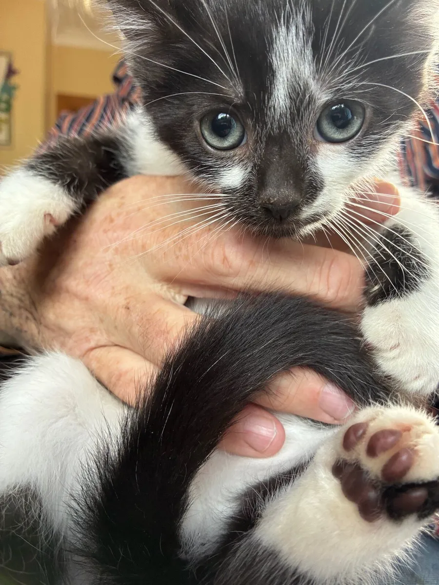 Kittens - Image 2
