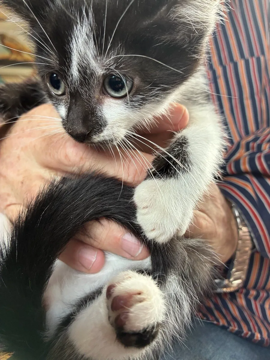 Kittens - Image 3