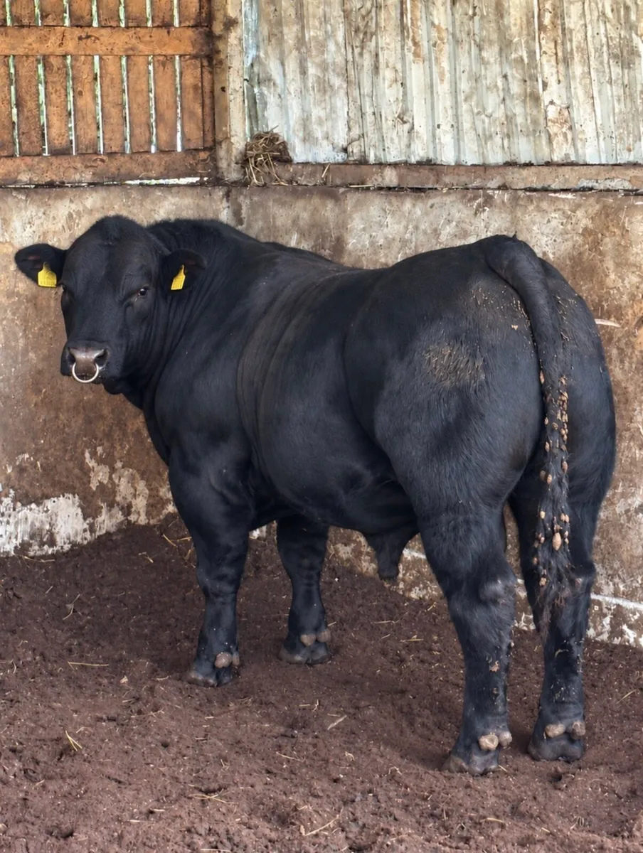 5 star Pedigree registered bull for sale - Image 2