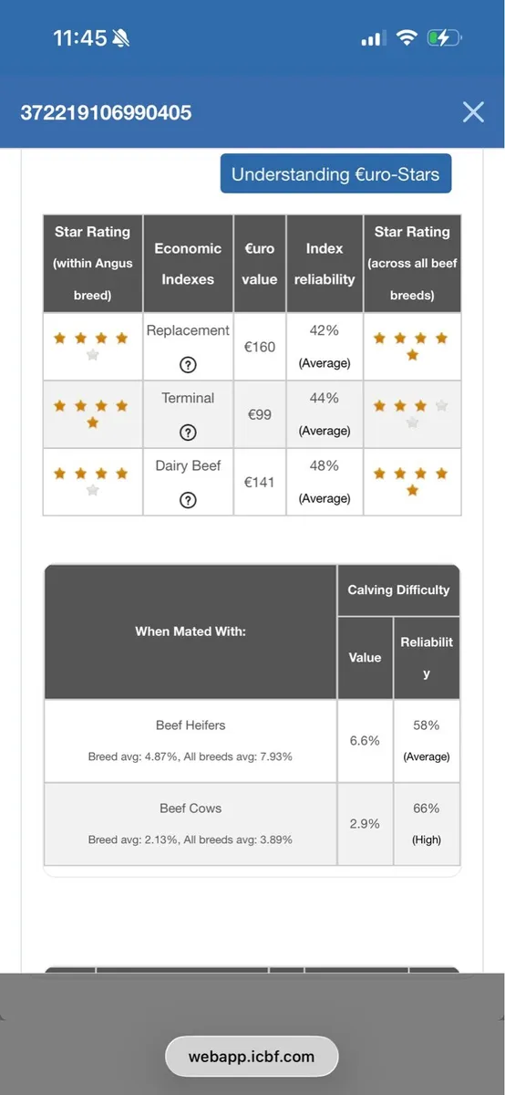 5 star Pedigree registered bull for sale - Image 3