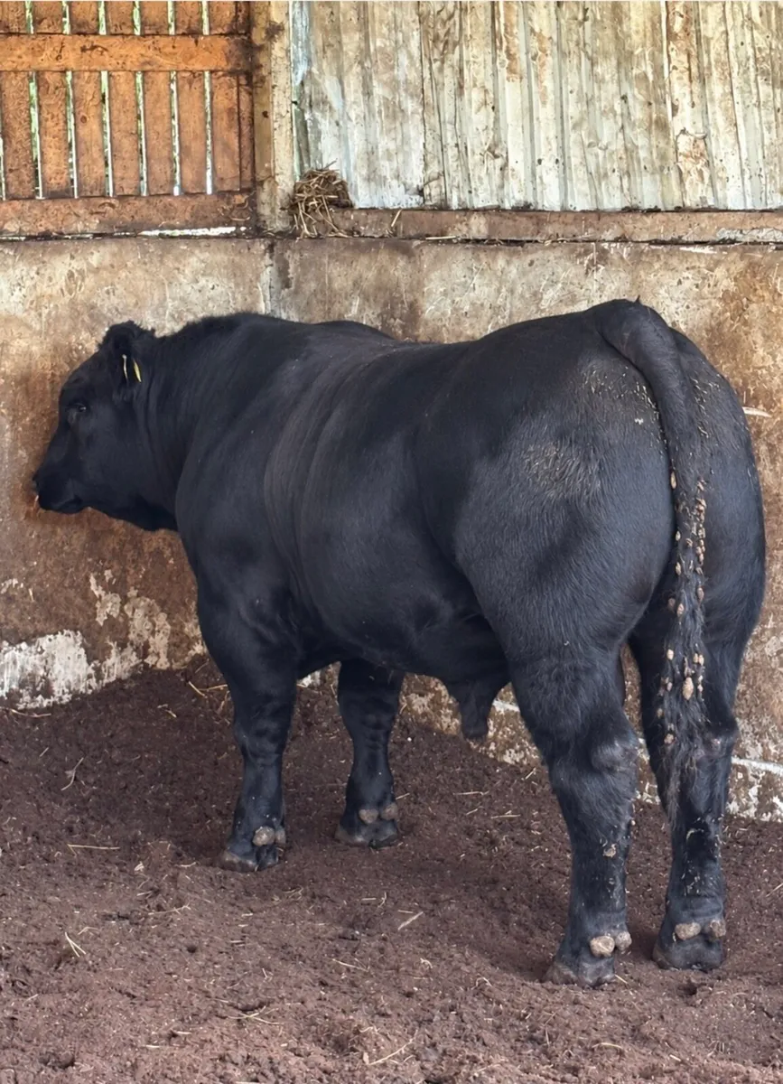 5 star Pedigree registered bull for sale - Image 1