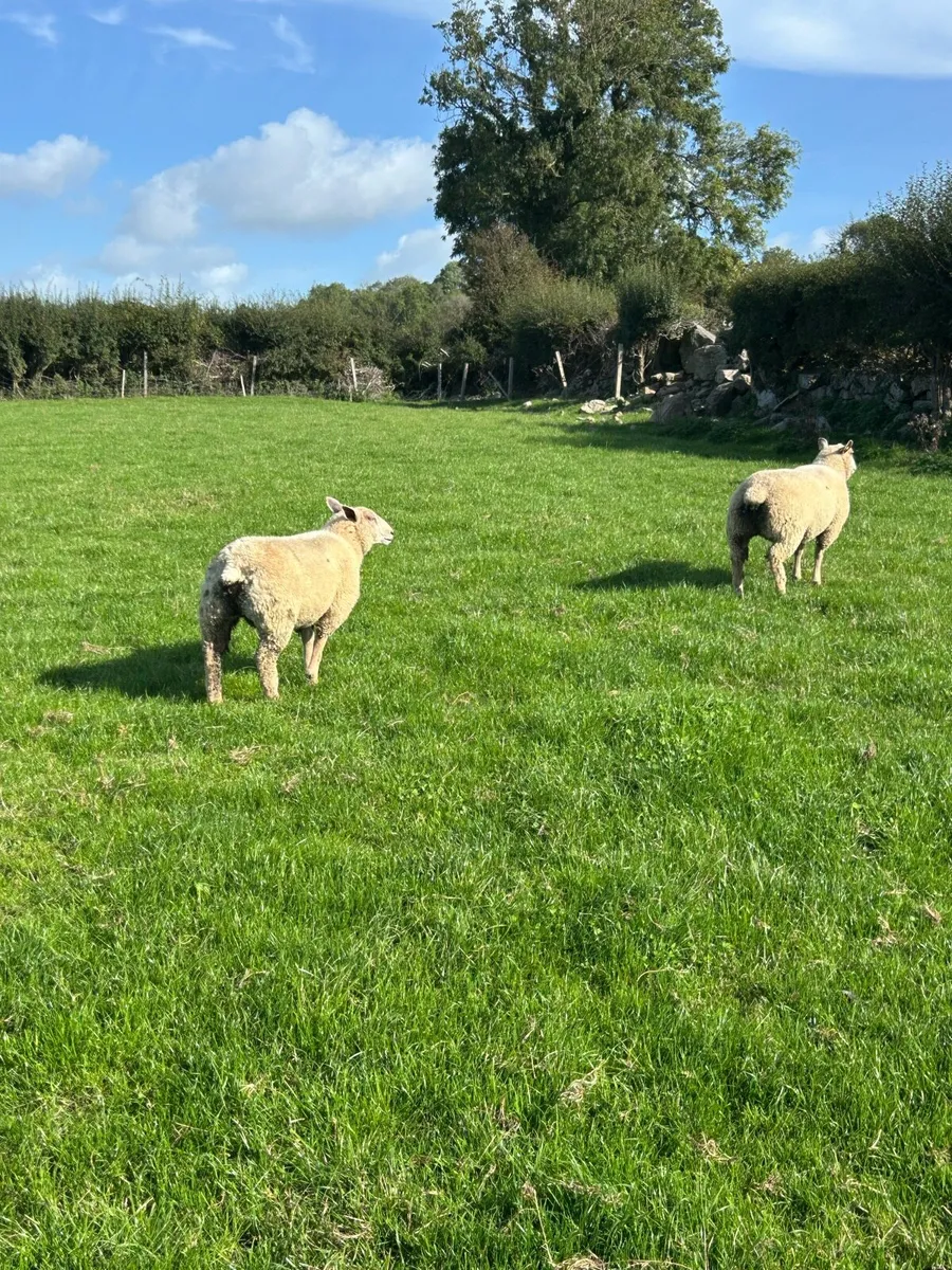 Pedigree Charollais Ewe Lambs - Image 4
