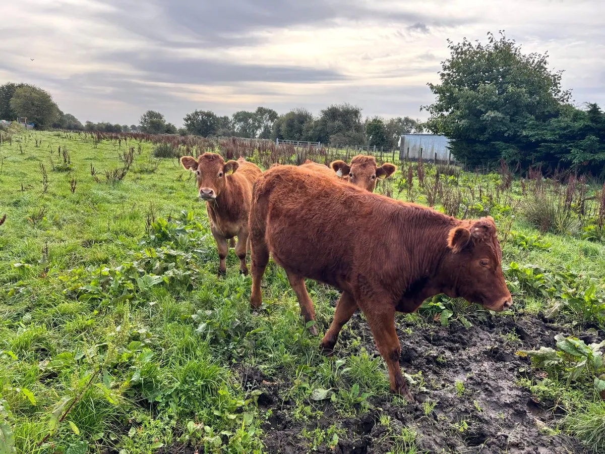 Organic Livestock - Image 3