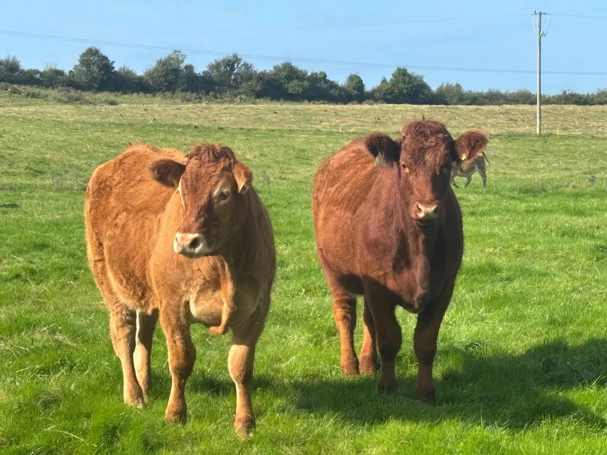 Organic Livestock - Image 1