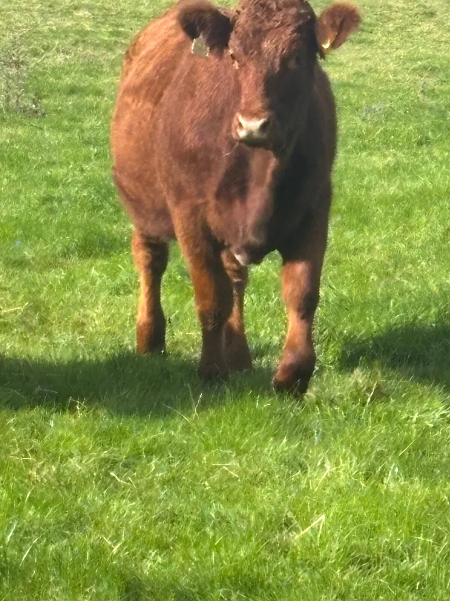 Organic Livestock - Image 2