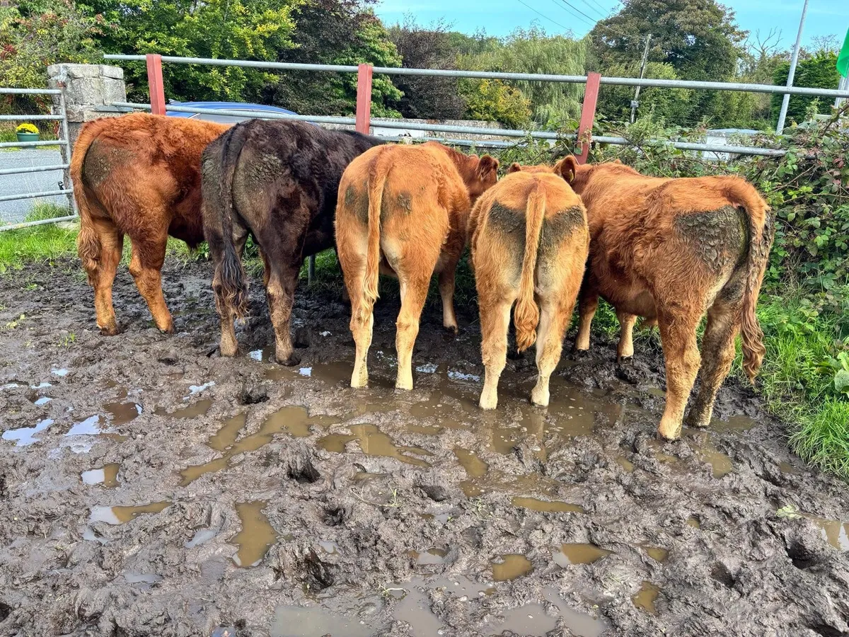 Organic Livestock - Image 4