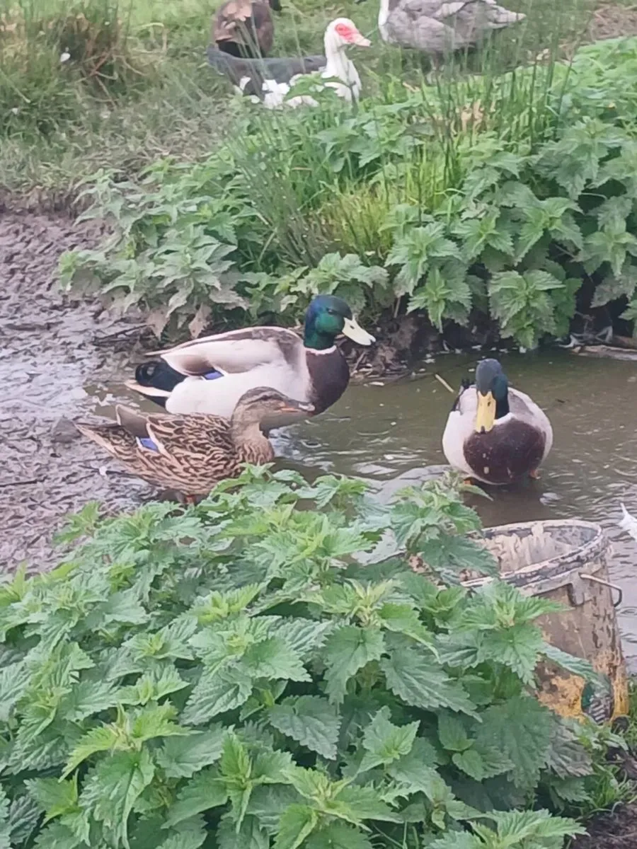 Mallard and muscovy drakes - Image 1