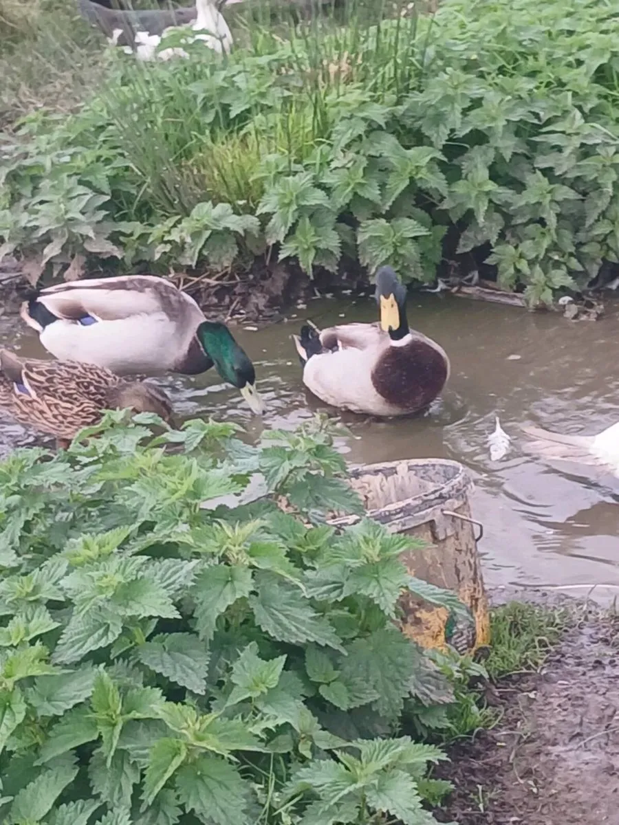 Mallard and muscovy drakes - Image 2