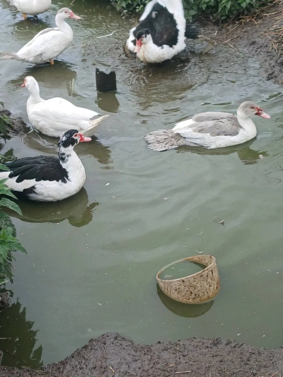 Mallard and muscovy drakes - Image 3