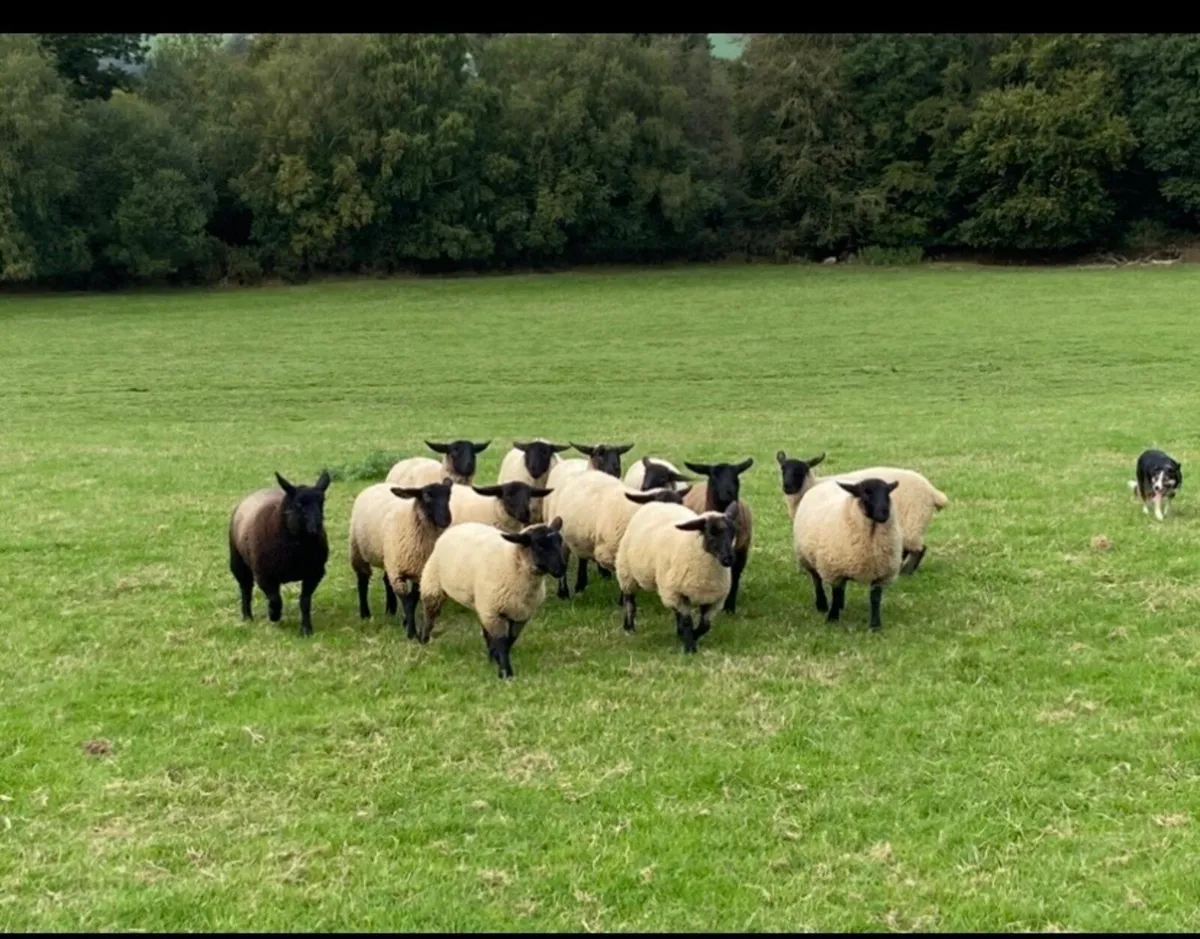 Suffolk Ewe Lambs - Image 1