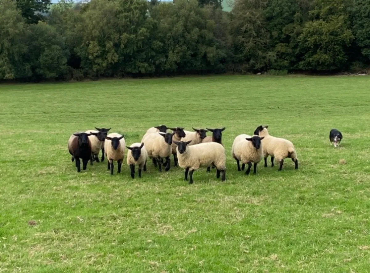Suffolk Ewe Lambs - Image 2