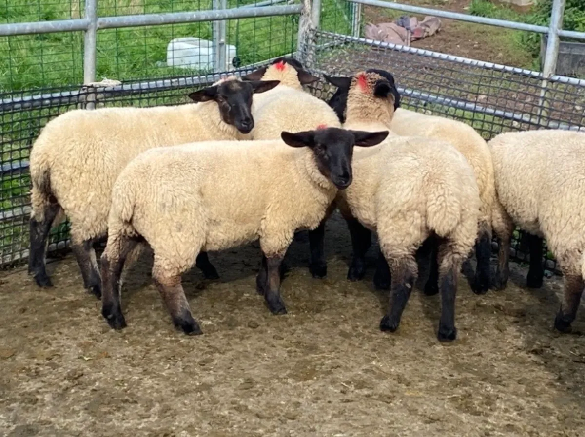 Suffolk Ewe Lambs - Image 3